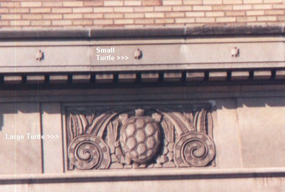 Turtle Detail